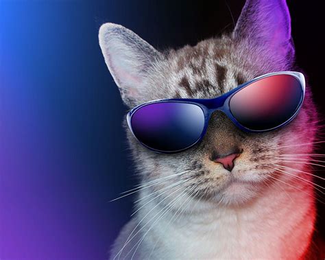 Cat With Sunglasses Wallpapers Top Free Cat With Sunglasses Backgrounds Wallpaperaccess