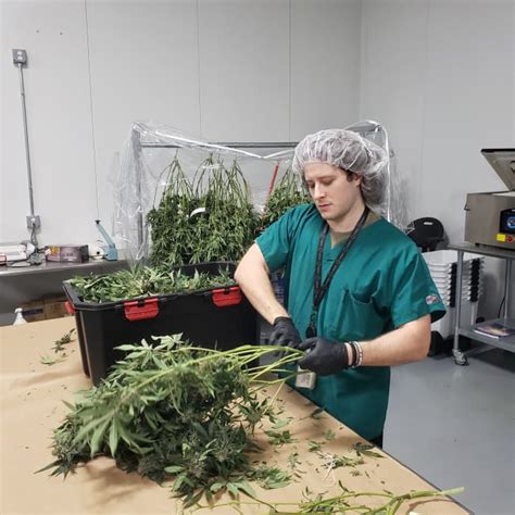 Verano Cannabis Cultivation Takes Root In Massive Ex Retail Space As