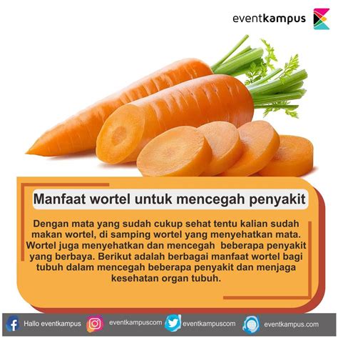 Kandungan Dan Manfaat Wortel Di Lihat Yaaa