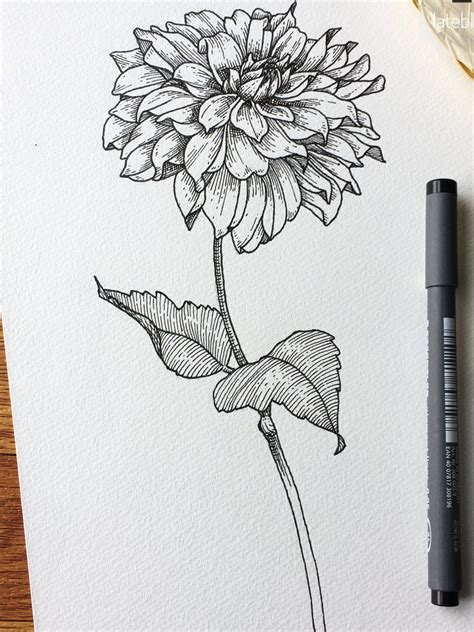 Botanical Illustration Of Dahlia In 2021 Flower Line Drawings
