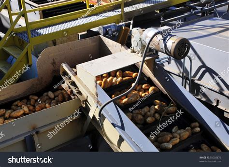 Potato Packing Plant Potatoes Are Handled On A Labyrinth Of Conveyors