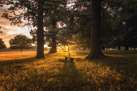 4k Free Download Brown Bench Between Two Trees During Sunset Hd