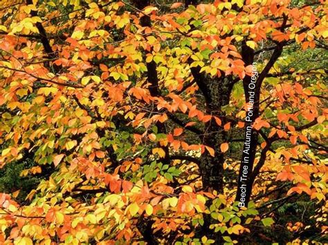 Photos Gallery Beech Tree In Autumn Portland Oregon