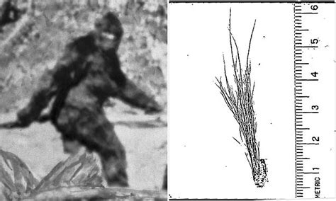 Fbi Releases Documents Related To Its 1976 Bigfoot Investigation
