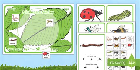 Minibeast Sorting Activity Hot Sex Picture