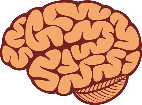 The Human Brain Png Illustration Png