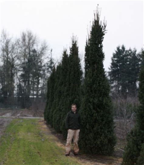Check spelling or type a new query. Spruce, Norway 'Cupressina' (Columnar Norway Spruce ...