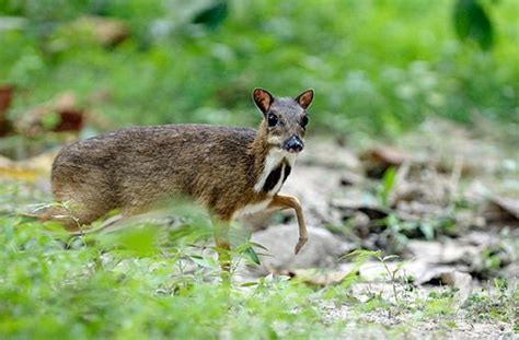 These 50 cute baby animals are here to kill you with their cuteness. Unusual Cute Animal | Animals Zone