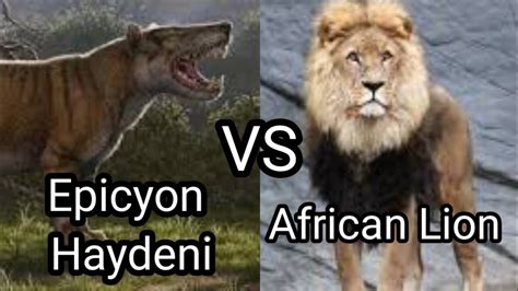 এপসওন হডন vs আফরকন সহ লডই হল ক জতব Epicyon Haydeni VS African Lion who would
