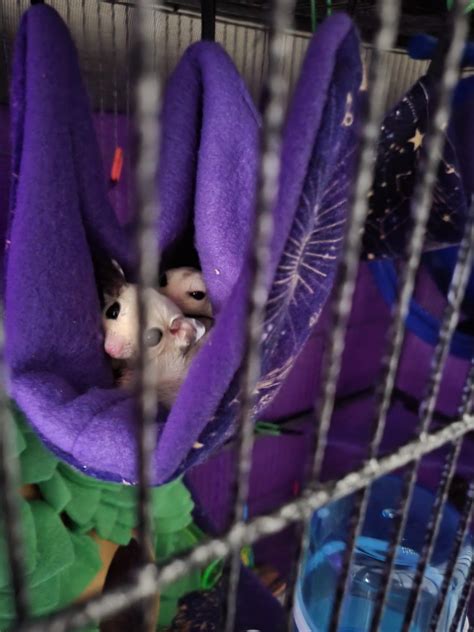 Meet my new Littles! Effy and Jynx! : r/sugargliders