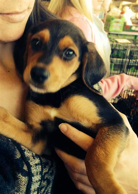 Doberman Beagle Mix Puppies