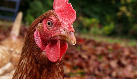 3 chickens to cull from your flock and how to process them hobby farms