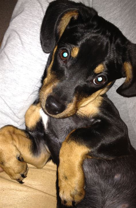 37 Dachshund Puppy Mix Picture Bleumoonproductions
