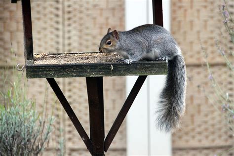 caught in the act i don t get many squirrels but the few … flickr