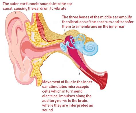 How Does Hearing Work