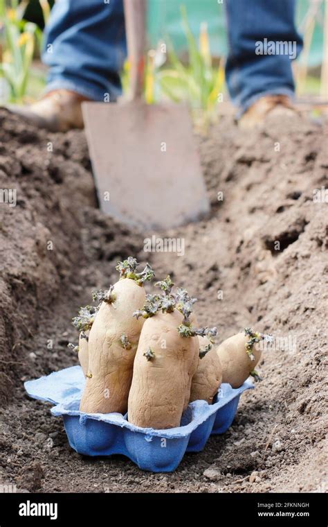 Planting Potatoes In A Garden Chitted Seed Potatoes Solanum