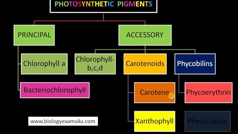The Most Important Role of Pigments in Photosynthesis Is to