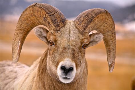 Big Horn Ram Smithsonian Photo Contest Smithsonian Magazine