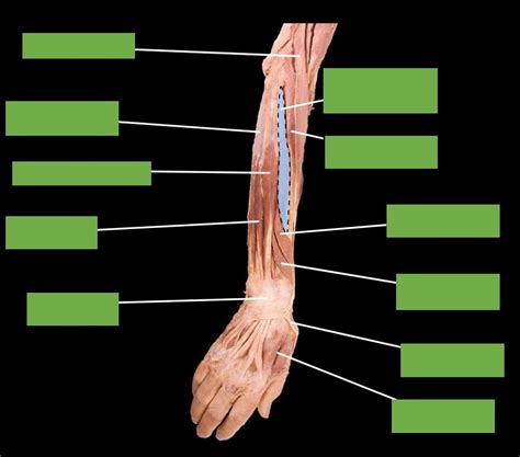 Forearm Superficial Muscles Posterior View Cadaver Diagram Quizlet