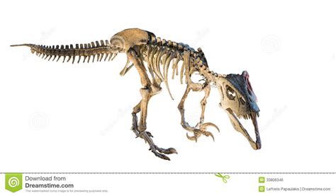 Now we'll go west again to gaptooth ridge, which is just northeast of tumbleweed. Megaraptor (Megaraptor Namunhuaiquii) Skeleton Isolated Royalty Free Stock Image - Image: 33806346