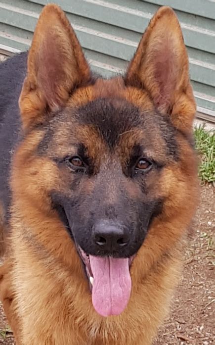 Eternbur Kennel German Shepherd Breeder Sale Victoria