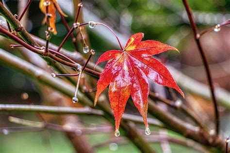 Autumn Leaf In The Rain Photograph By Robert Anastasi Fine Art America