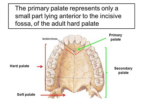 Development Of The Hard And Soft Palate Diagram Quizlet