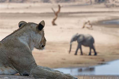 A Lioness Looks On As An Elephant Crosses The Luangwa River Photo By