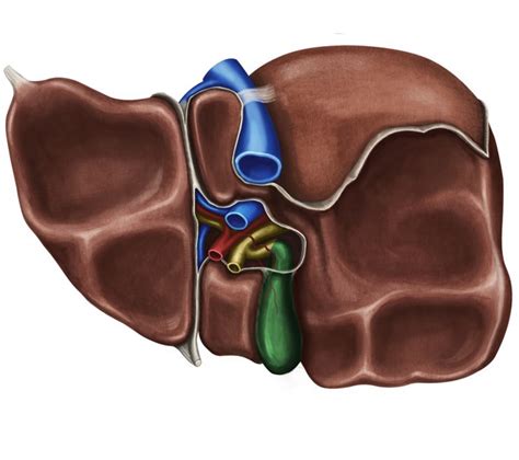 Liver Anatomy Of The Abdomen Learn Surgery Online