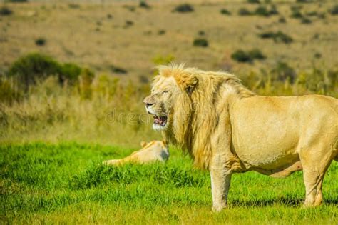 Big African White Lion Pride In Rhino And Lion Nature Reserve In South