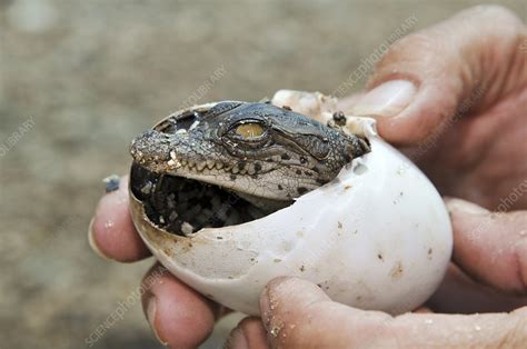 Crocodile Hatches From Its Egg Stock Image C0116121 Science Photo Library