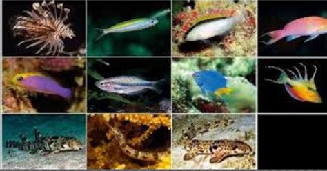 Maybe you would like to learn more about one of these? 78 Gambar Hewan Laut Beserta Penjelasannya HD Terbaru ...
