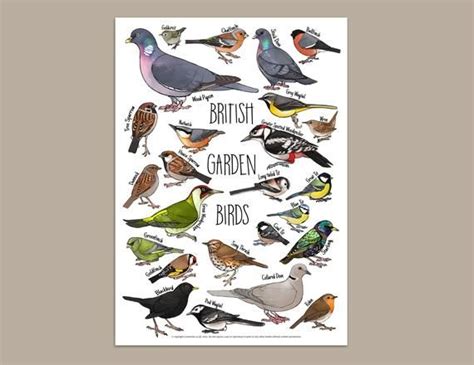 British Garden Birds Identification Print Featuring Common Birds Seen