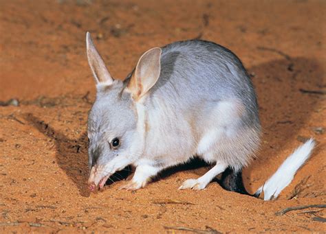 Bilby Clipart Free Images At Vector Clip Art Online