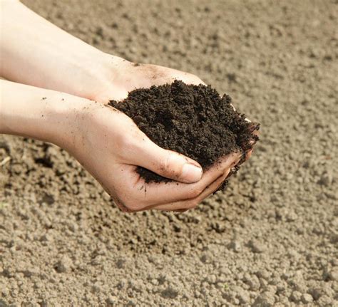 What Is Loam Soil With Pictures