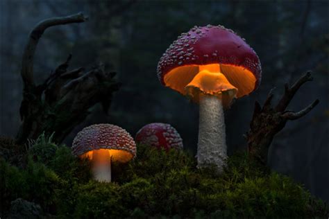 Voice Of Nature Amazing Glowing Mushrooms Photographed By Bernd