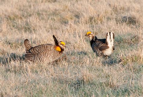 Spring Prairie Chicken Trip Biodiversity