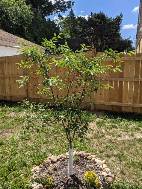 Dwarf North Star Cherry Trees For Sale