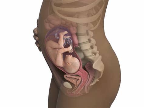 So now you know a little about the baby positions prior to delivery. Third Trimester | BabyCenter