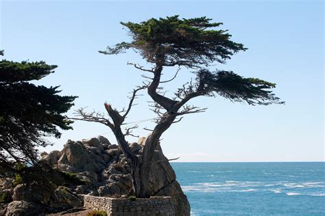 Tourists Viewing Pebble Beachs Lone Cypress Mostly Unaware Of Its
