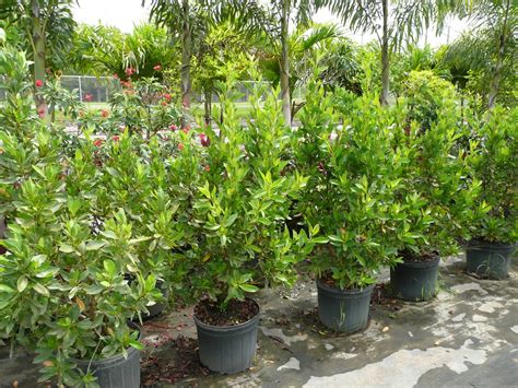 I created this guide to give you a wide variety of flowering trees to choose from when you live in florida. Gardening South Florida Style: South Florida Hedge Plants v.I