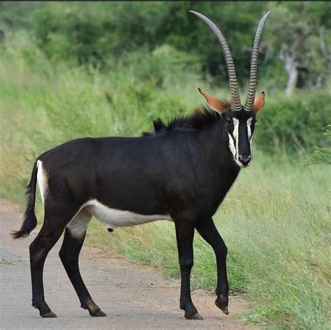 🔥 Sable Antelopekruger National Parksouth Africa Natureisfuckinglit In 2020 Kruger