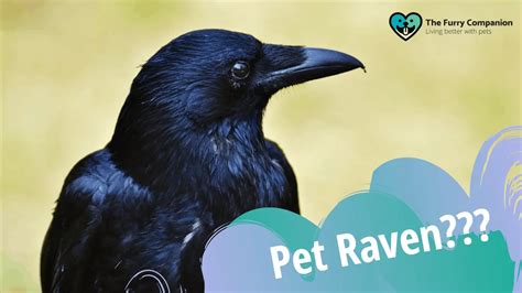 Pet Ravens Raving Reasons Why Not To Have Pet Ravens The Furry Companion