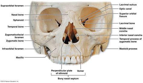 The Small Bones Of The Face Medical Anatomy Human Anatomy And