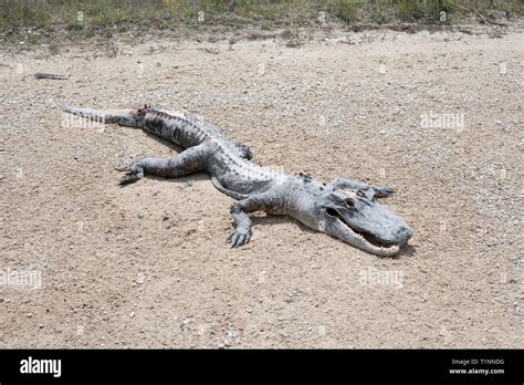 Dead American Alligator In The Everglades Stock Photo Alamy