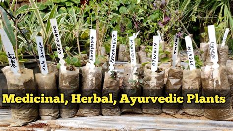 List Of Medicinalherb Ayurvedic Plants Rare Medicine Herb Plants