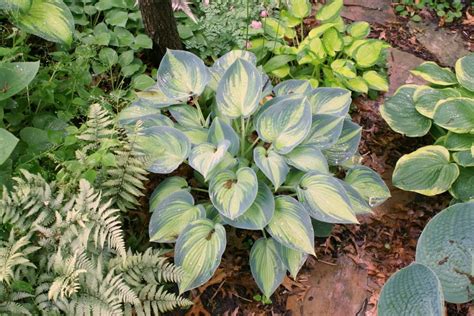 Hosta June Hosta June Hosta Gardens Hostas Gardening Lawn And
