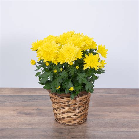Yellow Chrysanthemum Plant Green Bay Wi Flower Shop Natures Best