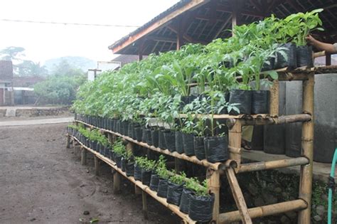 Berkebun di rumah membantu meningkatkan daya ingat. Tips Menanam Bunga / Sayuran Di Pot & Polybag | Tips & Cara