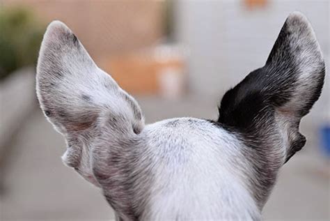 Prostate cancer in dogs is not a common canine cancer but it usually has a poor prognosisis. Primer On Prostate Issues | Dawg Business: It's Your Dog's ...